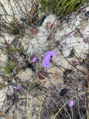 Utricularia uniflora
