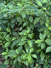 Psychotria nervosa