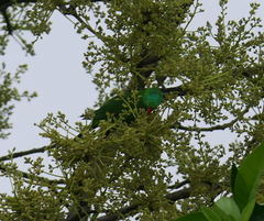 Trichoglossus chlorolepidotus