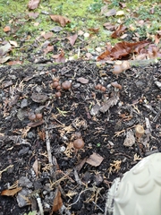 Psilocybe cyanescens