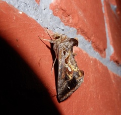 Chrysodeixis eriosoma