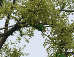 Trichoglossus chlorolepidotus