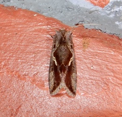 Chrysodeixis eriosoma