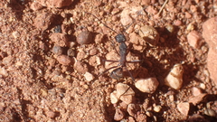 Camponotus cruentatus