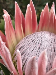 Protea cynaroides