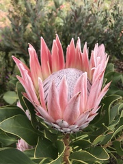 Protea cynaroides