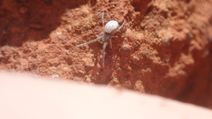 Uloborus walckenaerius