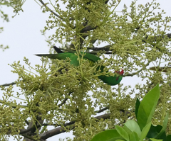 Trichoglossus chlorolepidotus