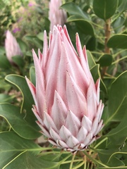 Protea cynaroides