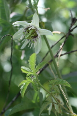 Passiflora bryonioides