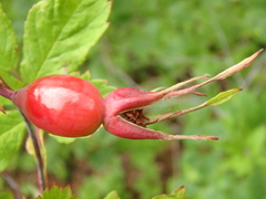 Rosa amblyotis