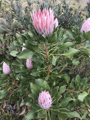 Protea cynaroides