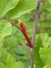 Rosa amblyotis