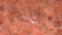 Uloborus walckenaerius