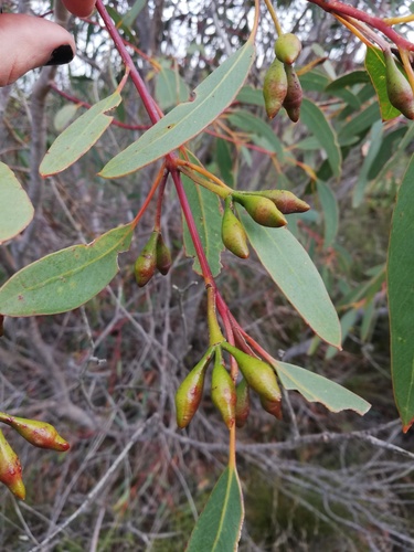 Eucalyptus chrysantha Blakely & H.Steedman