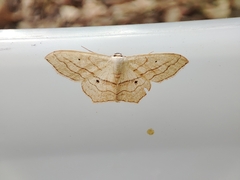 Scopula imitaria