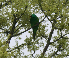Trichoglossus chlorolepidotus