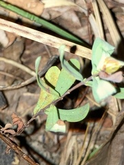 Hypericum hypericoides