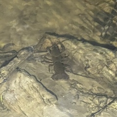 Euastacus