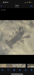 Euastacus
