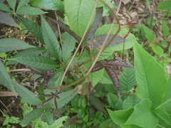Cissus elongata
