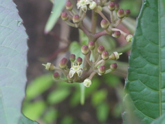 Cissus elongata