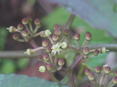Cissus elongata