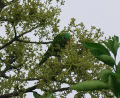 Trichoglossus chlorolepidotus