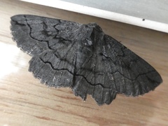 Melanodes anthracitaria