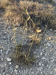 Bouteloua pectinata