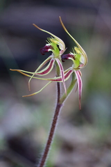 Caladenia villosissima