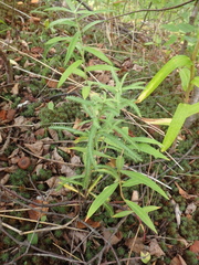Achillea alpina camtschatica