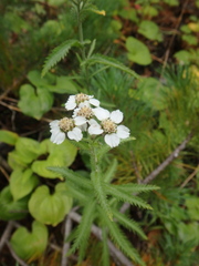 Achillea alpina camtschatica