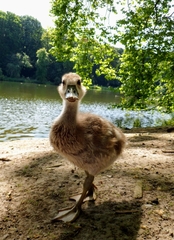 Alopochen aegyptiaca