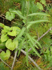 Achillea alpina camtschatica