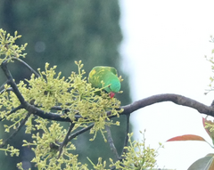 Trichoglossus chlorolepidotus