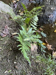 Dryopteris erythrosora