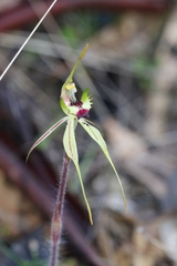 Caladenia parva