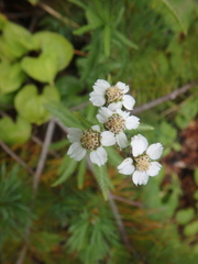 Achillea alpina camtschatica