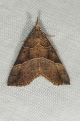 Hypena deceptalis