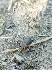 Capnodis tenebricosa