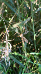 Tipula paludosa
