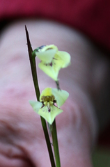 Diuris chryseopsis