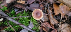 Pholiotina rugosa