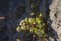 Hylotelephium caucasicum