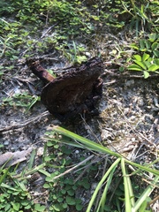 Pisolithus tinctorius
