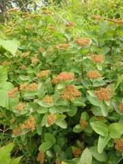 Spiraea beauverdiana