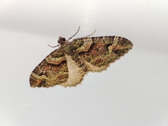 Catarhoe basochesiata