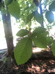 Carpinus