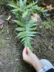 Dryopteris erythrosora